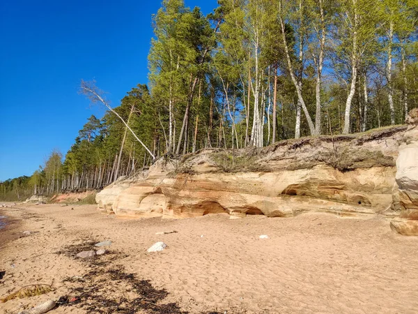 Veczemju Klintis Veczemju Cliffs Baltic Sea Tuja Latvia 美丽的海滨 有石灰石和沙坑 — 图库照片