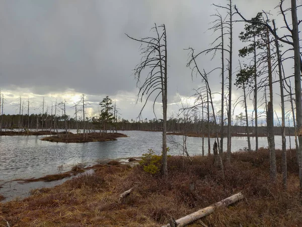 位于拉脱维亚Cenas沼泽地Skaista湖的小沼泽地 Kemeri国家公园 宜人的秋天风景 野生动物生态保护区 野生大自然的沼泽地 沼泽及湿地 — 图库照片