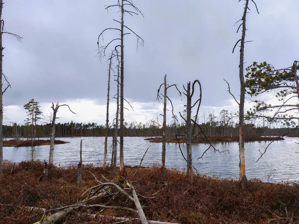 Små Träsköar Vid Skaistasjön Cenas Träsk Lettland Kemeris Nationalpark Idylliskt — Stockfoto