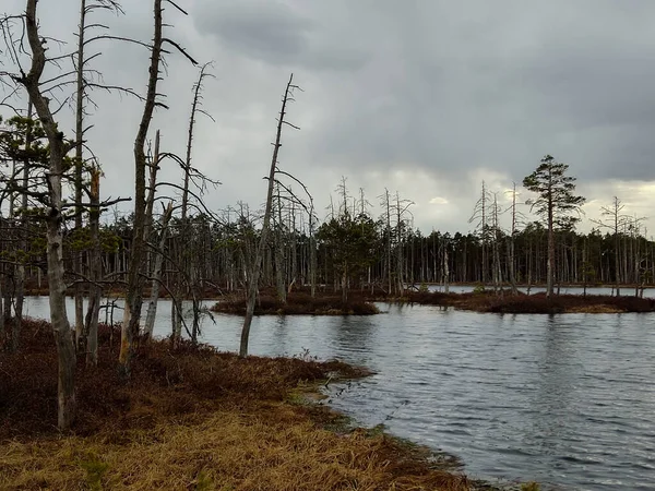 Små Träsköar Vid Skaistasjön Cenas Träsk Lettland Kemeris Nationalpark Idylliskt — Stockfoto