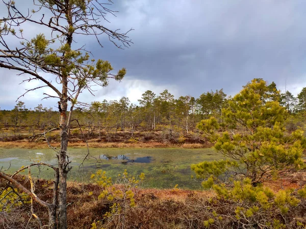 Μικρά Νησιά Swamp Στη Λίμνη Skaista Στο Cenas Swamp Λετονία — Φωτογραφία Αρχείου