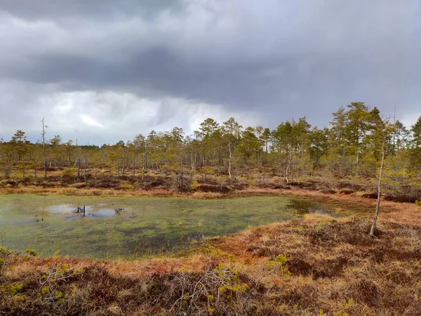 位于拉脱维亚Cenas沼泽地Skaista湖的小沼泽地 Kemeri国家公园 宜人的秋天风景 野生动物生态保护区 野生大自然的沼泽地 沼泽及湿地 — 图库照片