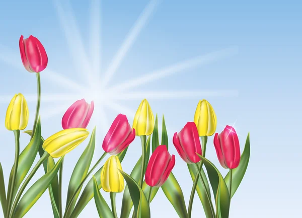 Floral achtergrond met tulpen — Stockvector