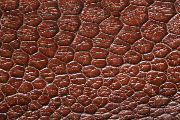 Crocodile skin — Stock Photo, Image