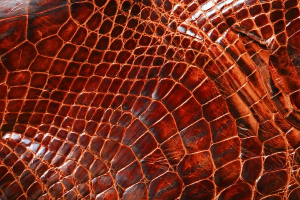 Crocodile skin — Stock Photo, Image