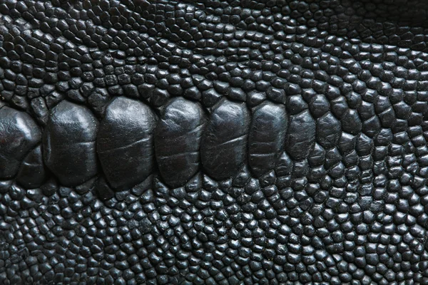 Crocodile skin — Stock Photo, Image