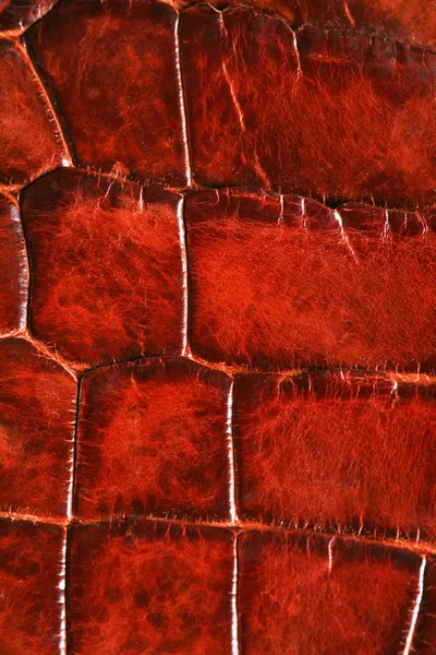 Crocodile skin — Stock Photo, Image