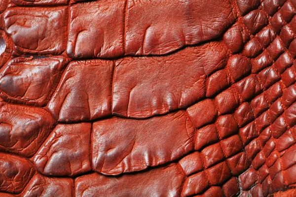 Crocodile skin — Stock Photo, Image