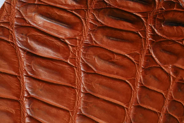 Crocodile skin — Stock Photo, Image