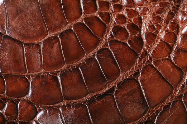 Crocodile skin — Stock Photo, Image