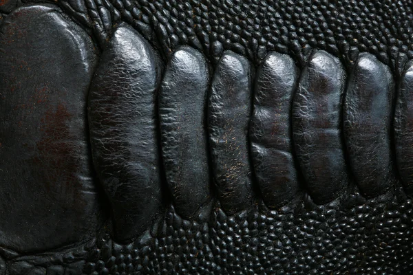 Crocodile skin — Stock Photo, Image