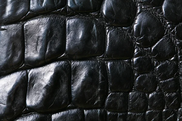 Crocodile skin — Stock Photo, Image
