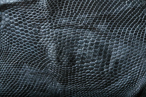 Snake skin — Stock Photo, Image