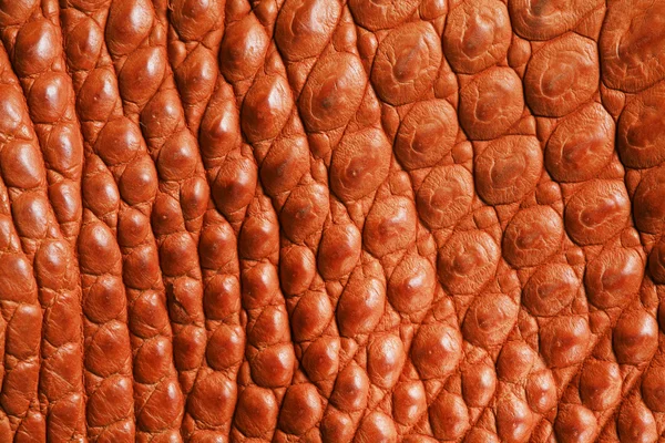 Ostrich skin — Stock Photo, Image