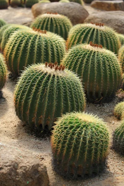 Cactus —  Fotos de Stock