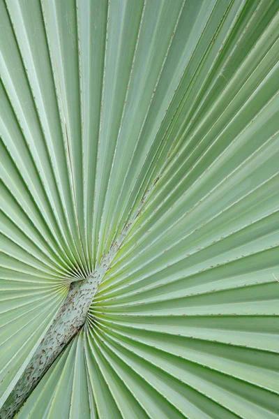 Hoja de palma — Foto de Stock