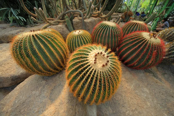 Cactus — Stock Photo, Image