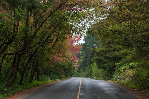 Természet Road — Stock Fotó