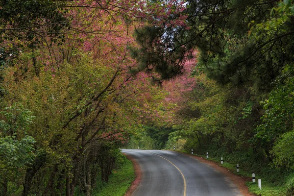 Doğa yol — Stok fotoğraf