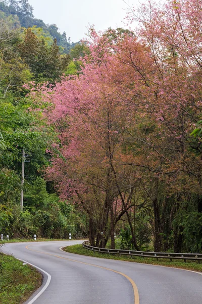 Naturen road — Stockfoto
