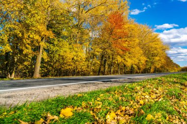 Sonbahar manzarasında asfalt yol.