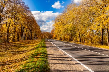 Sonbahar manzarası, üzerinde yol ve sarı ağaçlar var..