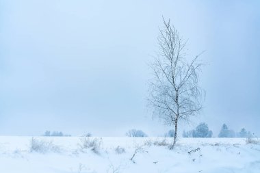 Soğuk kış gününde buzlu huş ağacı.