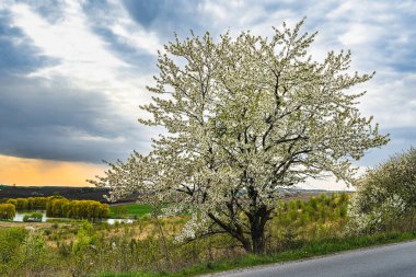 Yol kenarında açan bahar ağacı..