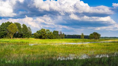 Nehirdeki panoramik yaz manzarası sazlıklarla kaplıydı..