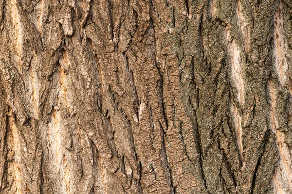 Textura Esculpida Casca Árvore Casca Uma Árvore Com Rachaduras Textura — Fotografia de Stock