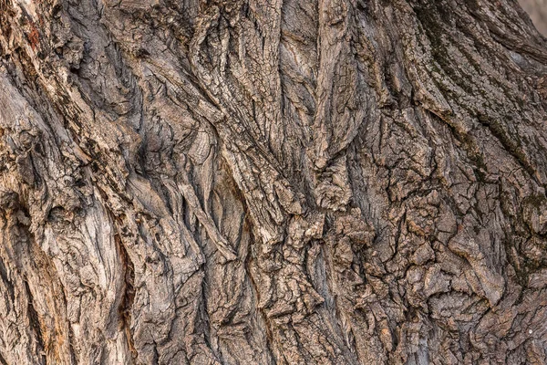 Geschnitzte Textur Aus Baumrinde Die Rinde Eines Baumes Mit Rissen — Stockfoto