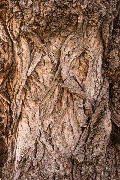 Textura Esculpida Casca Árvore Casca Uma Árvore Com Rachaduras Textura — Fotografia de Stock