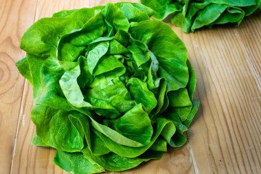 Yeşil tereyağlı marul sebzesi ya da ahşap bir masada salata. Butterhead Marul