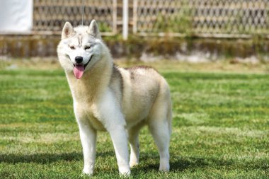 Güzel Sibirya Husky köpeği tasmalı bir köpek şovunda