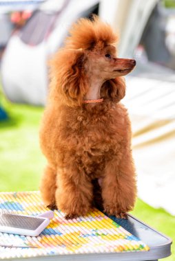 Güzel Minyatür Kaniş dışarıda karda poz veriyor.