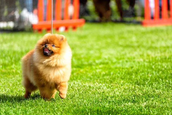 Köpek gösterisindeki güzel Pomeranya köpeği.