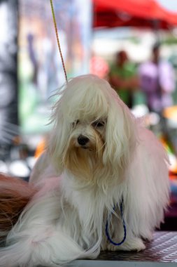 Lhasa Apso tımar edildi ve bir köpek şovunu bekliyor.