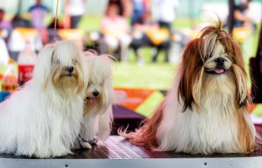 Lhasa Apso ve Shih Tzu - üç köpek tımar edildi ve bir köpek gösterisi bekliyor.