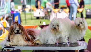 Lhasa Apso ve Shih Tzu - üç köpek tımar edildi ve bir köpek gösterisi bekliyor.