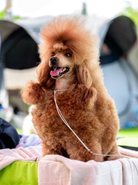 Güzel Minyatür Kaniş kar için hazırlandı