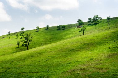 Bir koyun sürüsüyle birlikte dağ manzarası güzel, büyük ve yeşil bir çayırda otluyor.. 