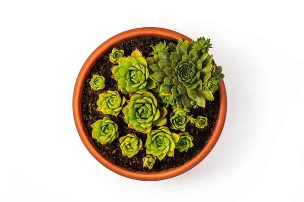 Sempervivum tectorum, commonly known as Common Houseleek in a flower pot with manny outgrowing offshoots isolated on white background. Clipping Path Included. Top View
