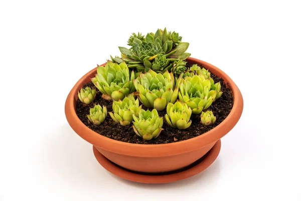 Sempervivum Tectorum Commonly Known Common Houseleek Flower Pot Manny Outgrowing — Fotografia de Stock
