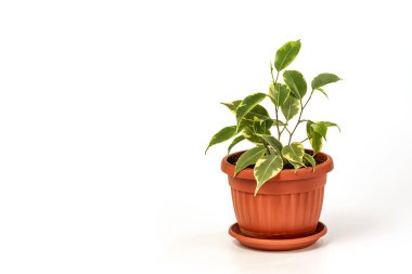 Ficus benjamina in pot. Ağlayan incir, Benjamin incir, beyaz arka planda izole edilmiş incir ağacı.