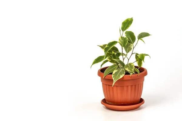 Ficus Benjamina Topf Zimmerpflanze Trauerfeige Benjaminfeige Ficusbaum Isoliert Auf Weißem — Stockfoto