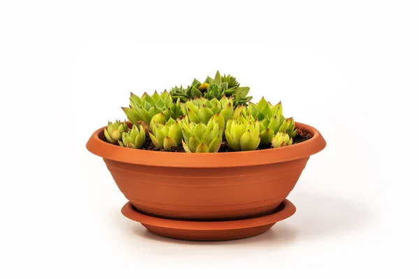 Sempervivum Tectorum Commonly Known Common Houseleek Flower Pot Manny Outgrowing — Foto de Stock