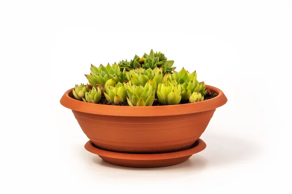 Sempervivum Tectorum Commonly Known Common Houseleek Flower Pot Manny Outgrowing — Fotografia de Stock