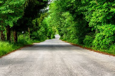 Country road with trees in a sunny spring day. Wavy rural road.