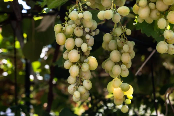 Ripe green grape in vineyard. Grapes green taste sweet growing natural. Green grape on the vine in garden