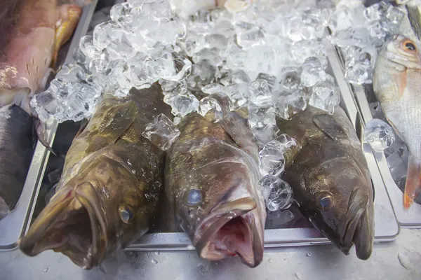 Pescado fresco — Foto de Stock